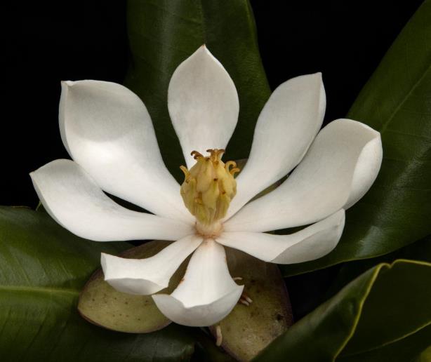 Investigador dominicano redescubre magnolia en Haití después de 97 años perdida para la ciencia
