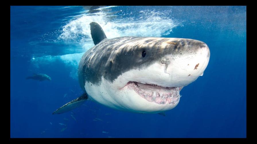 Una vídeo-bloguera, bajo investigación en China por cocinar un tiburón blanco