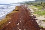 Algas devastadoras asfixian las costas del Caribe Algas devastadoras asfixian las costas del Caribe