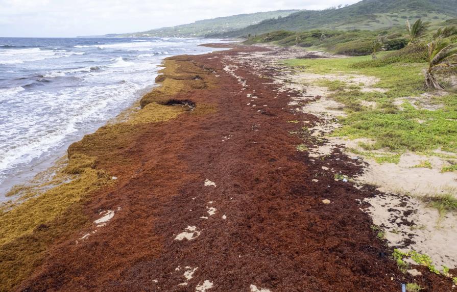 Algas devastadoras asfixian las costas del Caribe