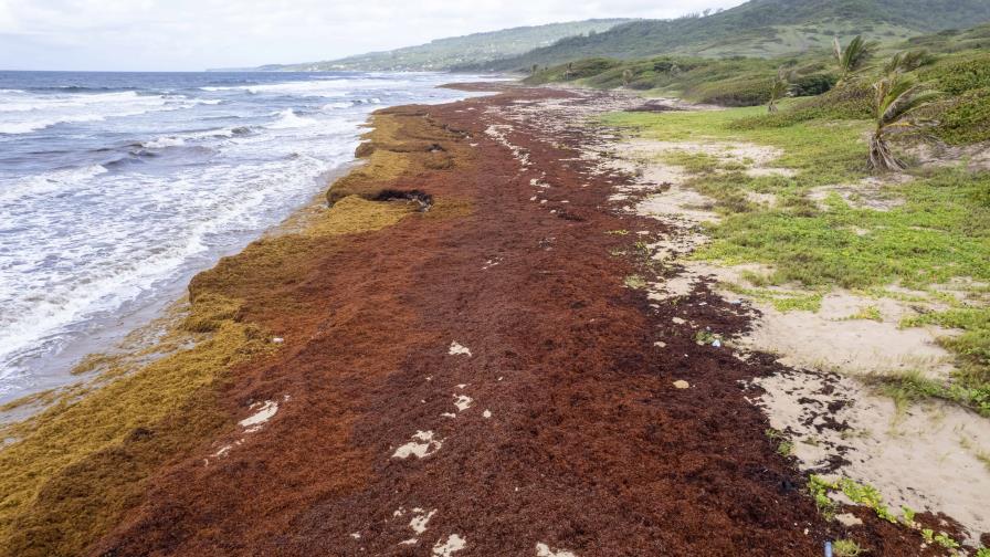 Algas devastadoras asfixian las costas del Caribe