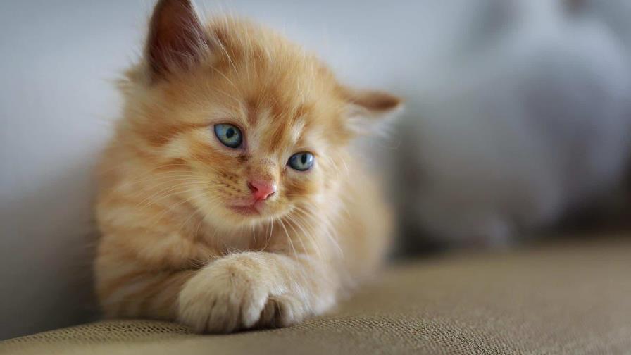 Mississippi: Gata alerta a su dueño y evita robo