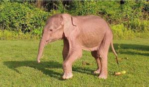 Nace en Birmania un inusual elefante blanco