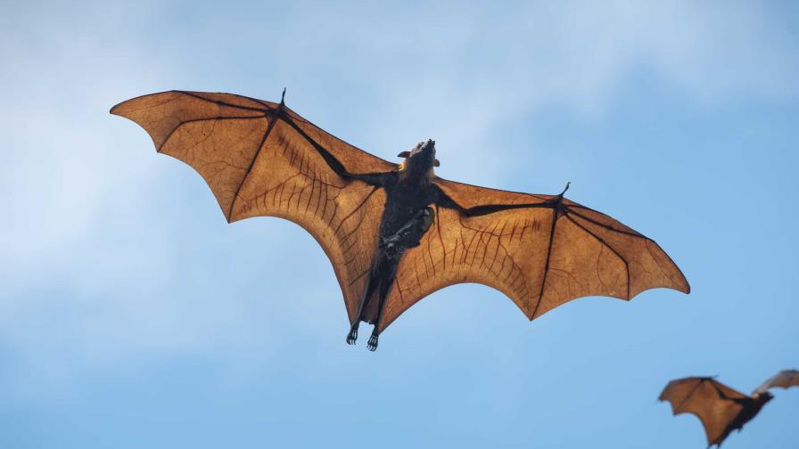 Murciélagos infestan estación de bomberos en Nevada