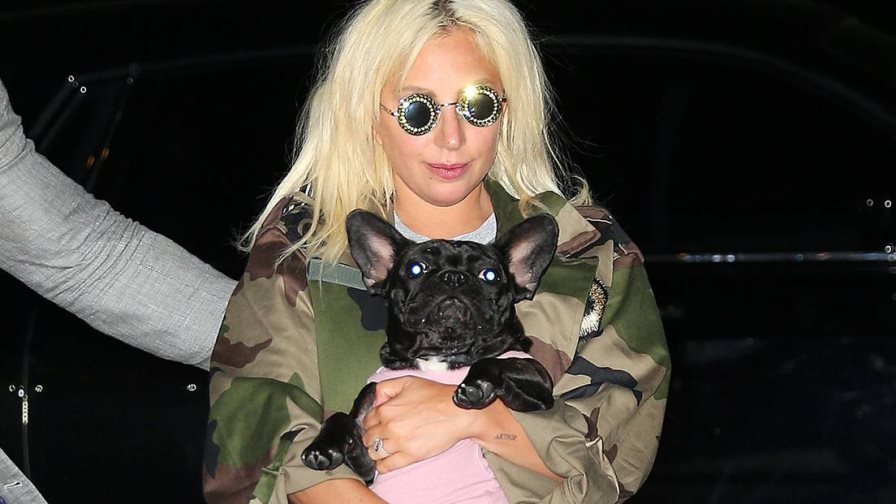Condenan a cuatro años de cárcel a secuestrador de los perros de Lady Gaga en EEUU