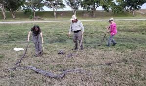 Comienza la ofensiva anual contra las pitones birmanas del sur de Florida