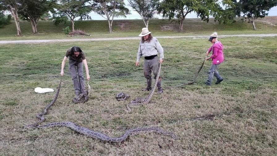 Comienza la ofensiva anual contra las pitones birmanas del sur de Florida