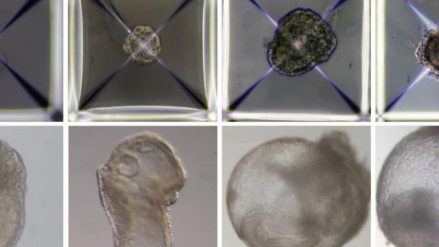 ¿Embriones sintéticos? Una perspectiva lejana, pero creciente