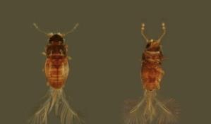 Investigadores dominicanos registran por primera vez un tipo de escarabajo en la Hispaniola