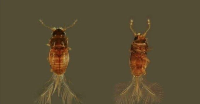 Investigadores dominicanos registran por primera vez un tipo de escarabajo en la Hispaniola