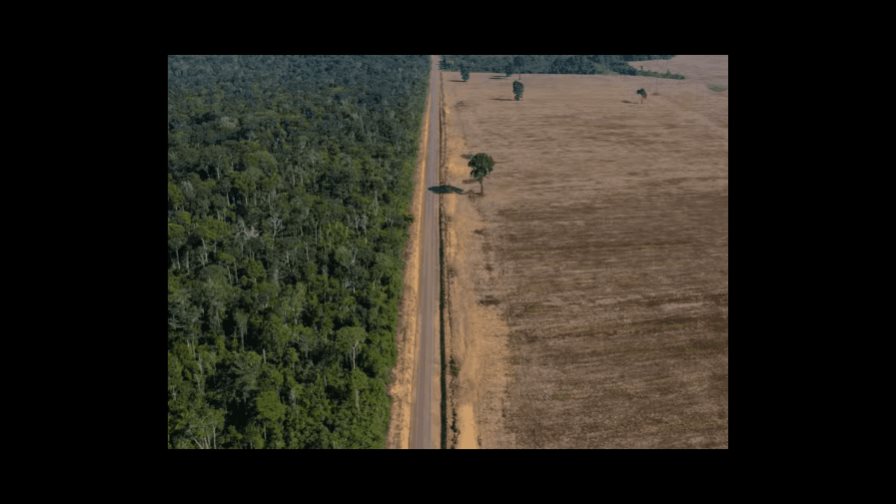 Deforestación en Amazonía brasileña se reduce en julio, pero sigue elevada