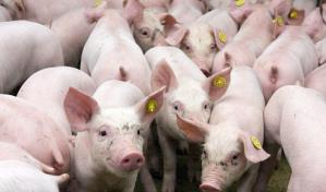 Los rebrotes de la peste porcina africana provocan una caída del 55.8 % de la producción en junio