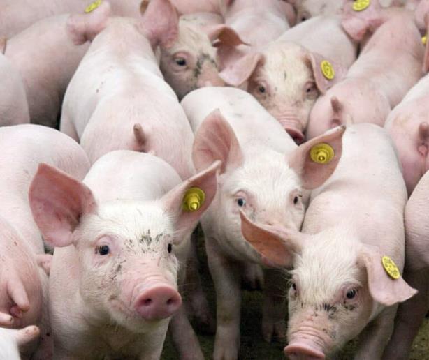Los rebrotes de la peste porcina africana provocan una caída del 55.8 % de la producción en junio