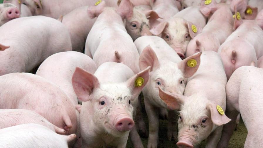 Investigadores logran revivir órganos de un cerdo muerto