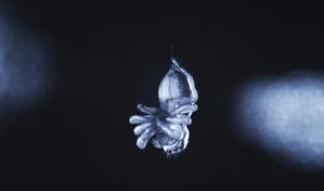 ¿Las arañas duermen? Nuevos estudios indican que podrían dormitar