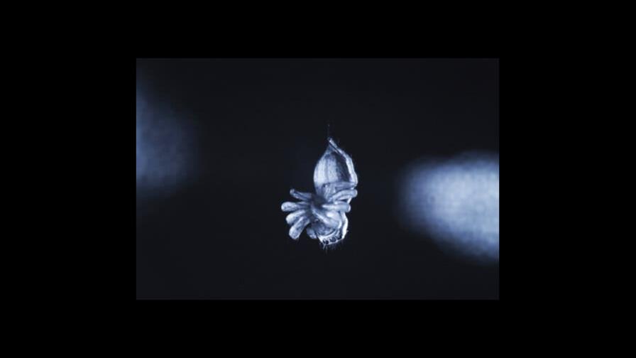 ¿Las arañas duermen? Nuevos estudios indican que podrían dormitar