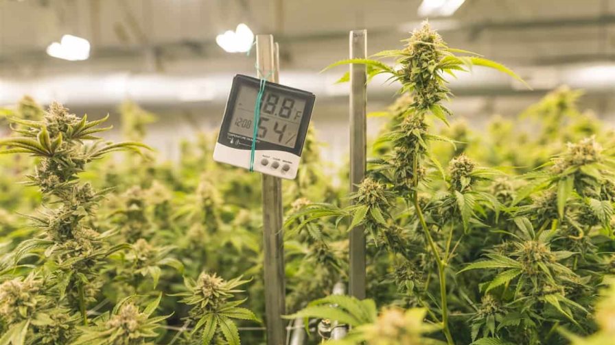 El cannabis es la droga más consumida en el mundo, según la ONU