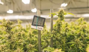 Ciudad de Nueva York ofrecer&aacute; ayuda a empresas emergentes de cannabis