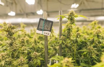 Ciudad de Nueva York ofrecerá ayuda a empresas emergentes de cannabis