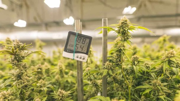 Ciudad de Nueva York ofrecerá ayuda a empresas emergentes de cannabis