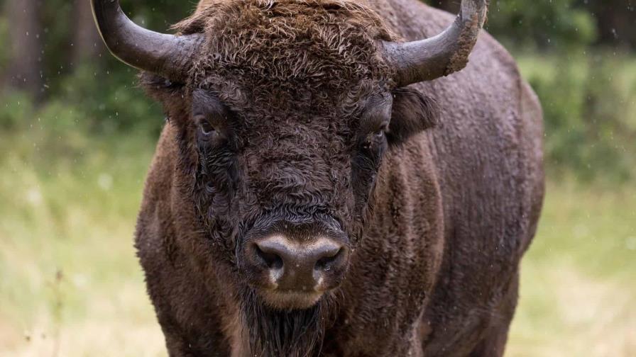 Bisonte hiere a un policía; hallan muerto al dueño del animal Bisonte hiere a un policía; hallan muerto al dueño del animal