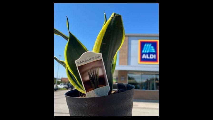¿Quieres casarte? Aldi te ofrece hacerlo en una de sus tiendas ¿Quieres casarte? Aldi te ofrece hacerlo en una de sus tiendas
