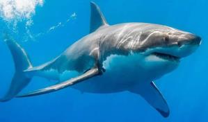 Los tiburones amenazados del Mediterráneo se capturan más en zonas protegidas Los tiburones amenazados del Mediterráneo se capturan más en zonas protegidas