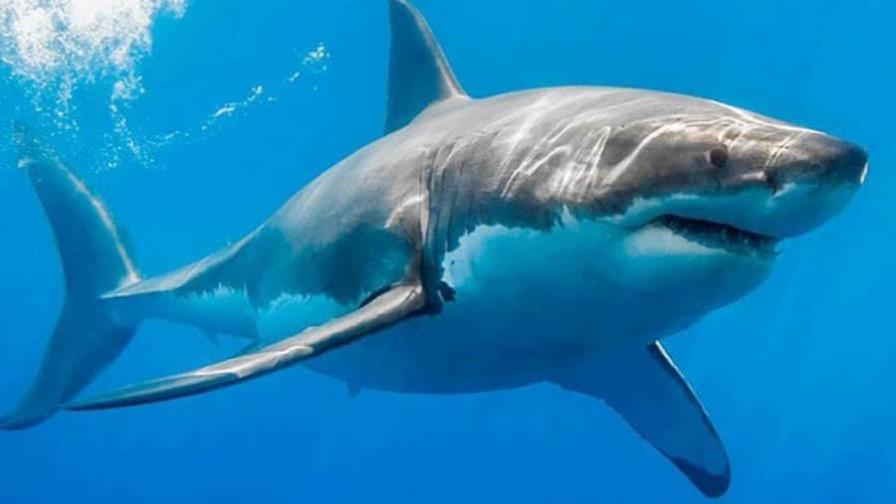 Los tiburones amenazados del Mediterráneo se capturan más en zonas protegidas Los tiburones amenazados del Mediterráneo se capturan más en zonas protegidas