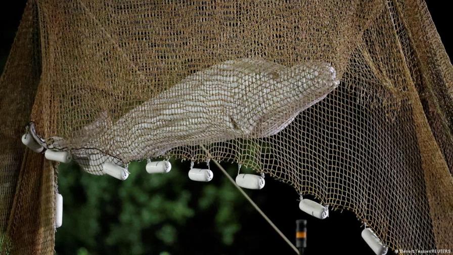 Muere la ballena beluga de 800 kilos rescatada en el Sena