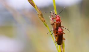 Las luciérnagas prefieren aparearse en la oscuridad