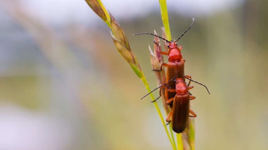 Las luciérnagas prefieren aparearse en la oscuridad Las luciérnagas prefieren aparearse en la oscuridad