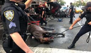 Piden investigar maltrato a un caballo de carruaje turístico en Nueva York