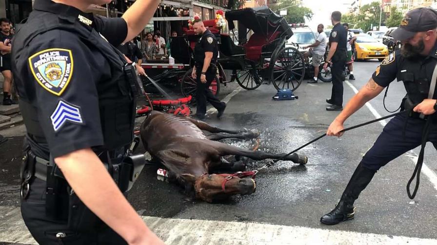 Piden investigar maltrato a un caballo de carruaje turístico en Nueva York