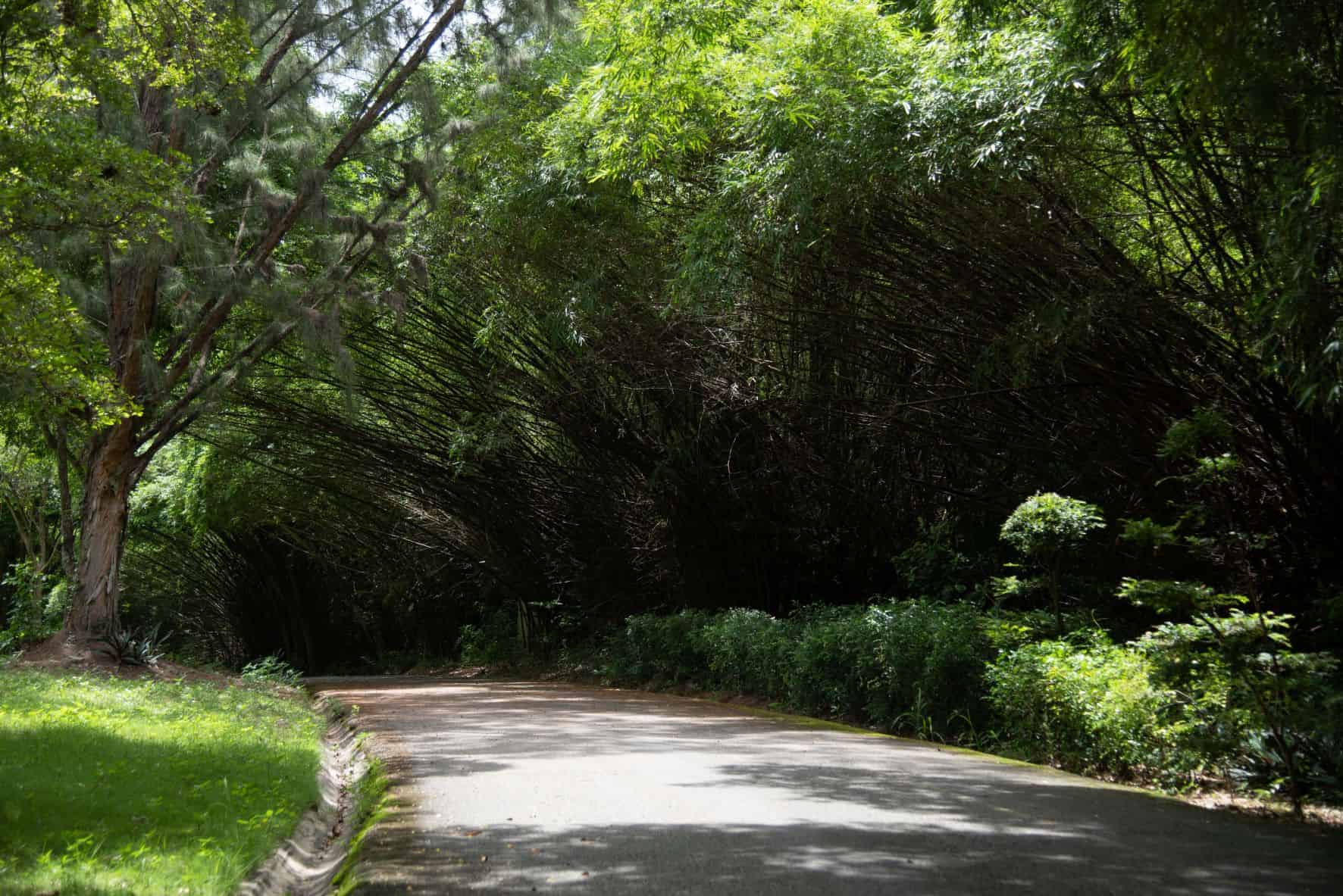 Uno de los caminos del botánico