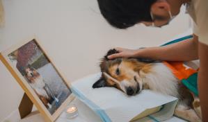 Dar el &uacute;ltimo adi&oacute;s a las mascotas, un negocio en auge en China