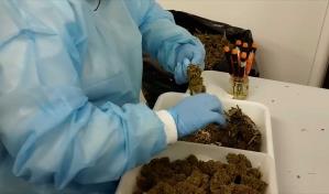 Cannabis medicinal en Uruguay: una industria que está en crecimiento