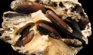 La pesca furtiva de dátiles de mar amenaza la costa italiana