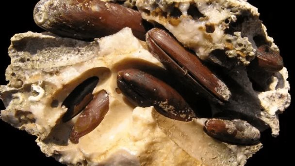 La pesca furtiva de dátiles de mar amenaza la costa italiana