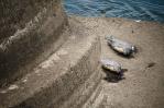 Peces muertos por todos lados en un río entre Alemania y Polonia Peces muertos por todos lados en un río entre Alemania y Polonia