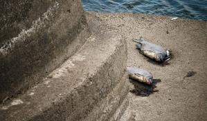Peces muertos por todos lados en un río entre Alemania y Polonia