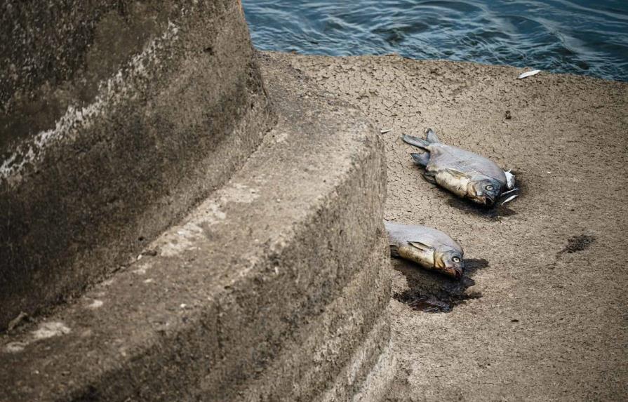 Peces muertos por todos lados en un río entre Alemania y Polonia