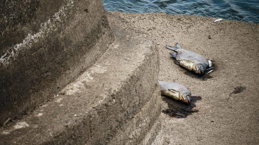 Peces muertos por todos lados en un río entre Alemania y Polonia