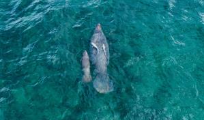 Se realizará el primer gran censo de manatíes en República Dominicana