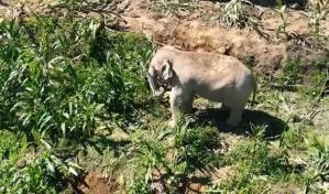 China: unos elefantes ayudan a la Policía a detectar inmigrantes ilegales