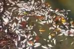 Denuncian muerte de cientos de peces en el río Soco en San Pedro de Macorís