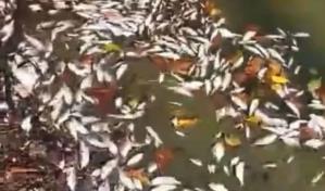 Denuncian muerte de cientos de peces en el río Soco en San Pedro de Macorís