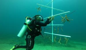 Medio Ambiente consolida recuperación de vegetación en litorales del país