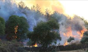 Aumenta a 43 el balance de fallecidos por los incendios en el norte de Argelia