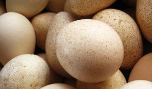 Llegan este martes a RD siete mil huevos de pavos para iniciar la crianza en granjas