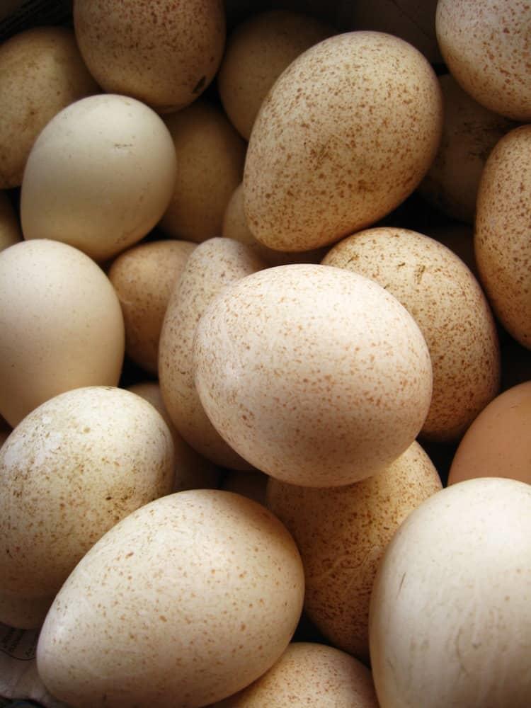 Llegan este martes a RD siete mil huevos de pavos para iniciar la crianza en granjas